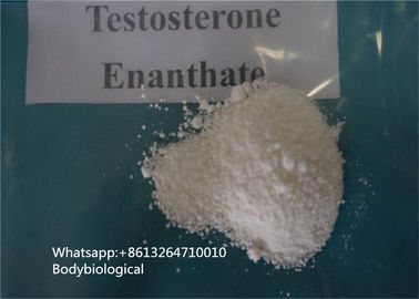 Hormona de sexo masculina de CAS 315-37-7 de los esteroides del polvo de Enanthate de la testosterona de la pureza del 99%